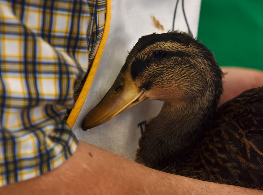 Judge Tony Perryman holds onto a duck during poultry judging